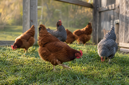 A small flock of hardy brown hens foraging in a backyard run in soft morning light